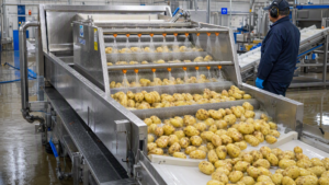Potato Washer at a Dutch Frozen Potato Products Plant: 2000 kg/hour - Yuerui Machinery