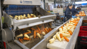 Root Vegetable Peeler at an Indian Wholesale Market: 800 kg/hour - Yuerui Machinery